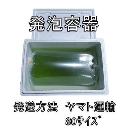  Moina macrocopa 30g+α90,000 шт [ оризия золотая рыбка тропическая рыба. живая наживка .!] Yamato mail 