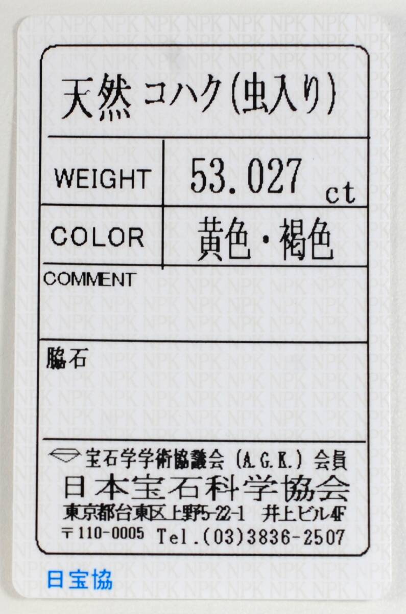 ￥100～ソ付K18リトアニア産特大希少虫入り色艶照り良い!天然本琥珀53.027ct45.0×30.8㍉全長51.2㍉10.7㌘PT_画像6