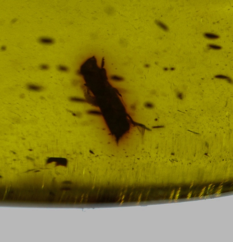 ￥100～K18大粒希少虫入り色艶照り良い!天然本琥珀42.49ct51.8×24.2㍉全長58.0㍉8.6㌘PT_画像4