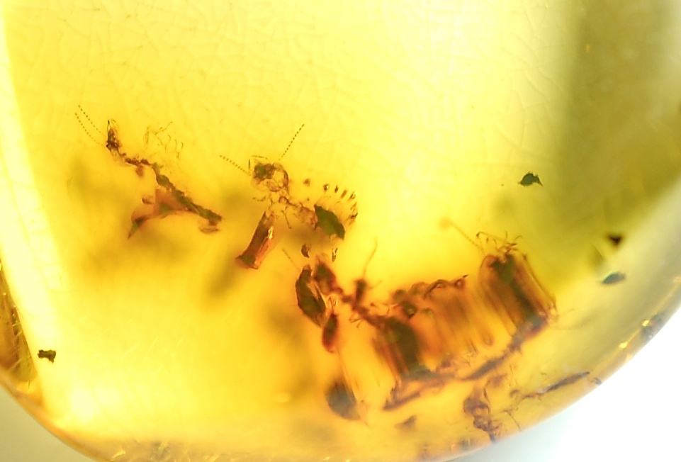 ￥100～ソ付K18リトアニア産特大希少虫入り色艶照り良い!天然本琥珀53.027ct45.0×30.8㍉全長51.2㍉10.7㌘PT_画像2