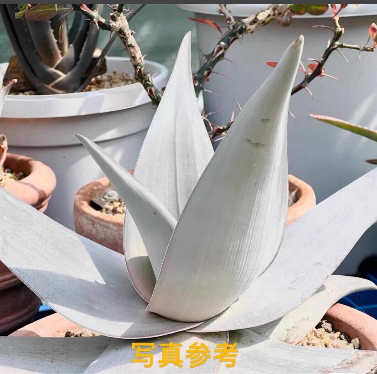 *Fareal* C34 - oru Cheer Aloe dhufarensis алоэ te.fa Len sis