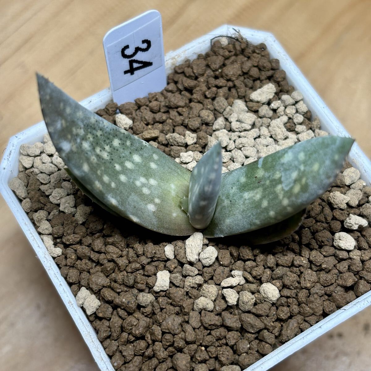 *Fareal* C34 - oru Cheer Aloe dhufarensis алоэ te.fa Len sis