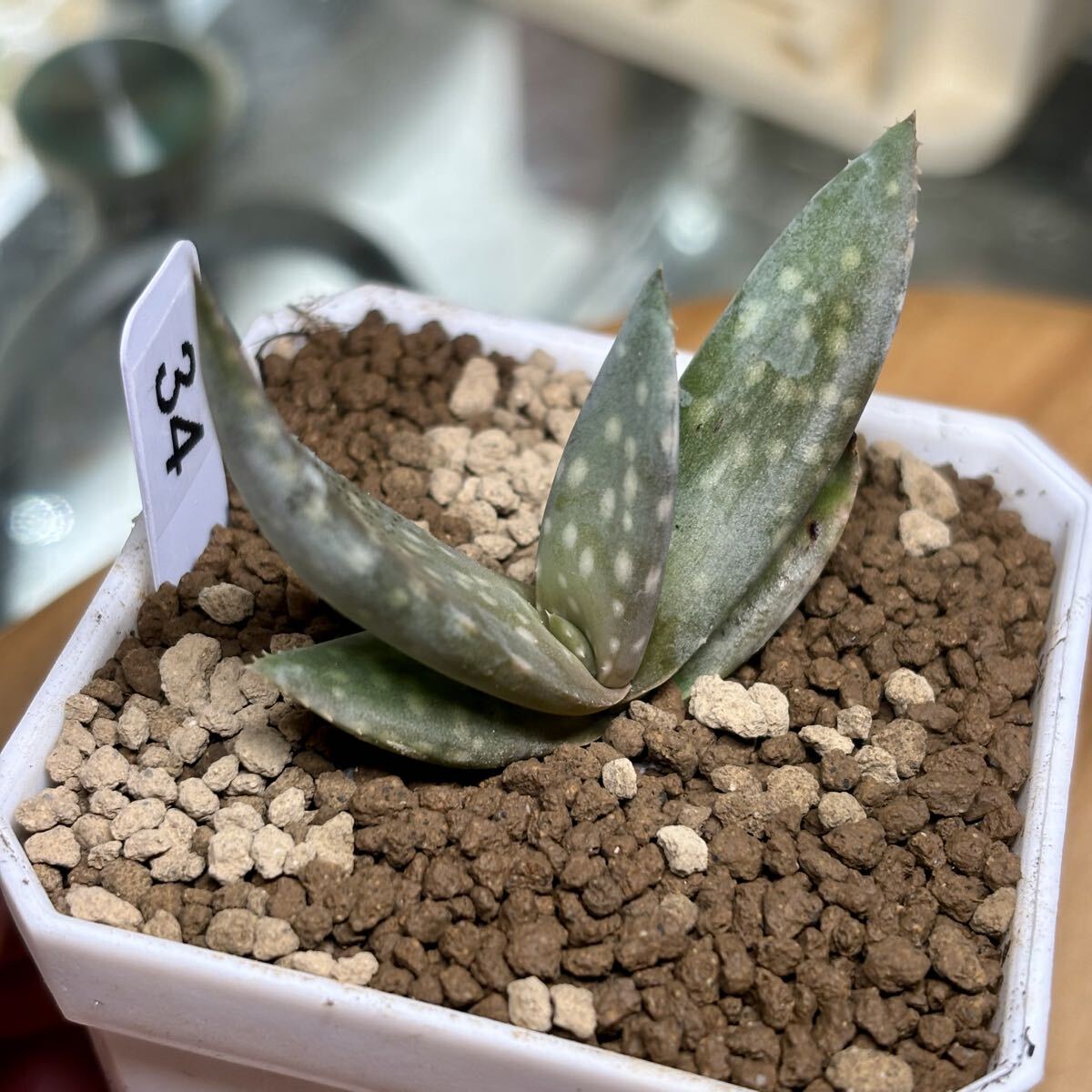 *Fareal* C34 - oru Cheer Aloe dhufarensis алоэ te.fa Len sis