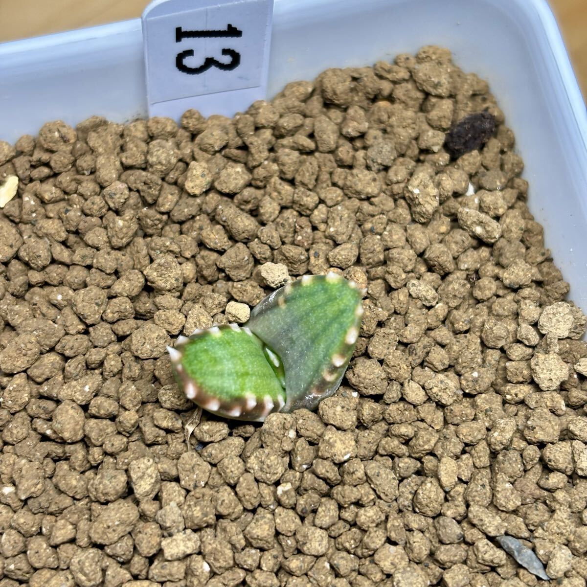 *Fareal* C13 - oru Cheer Aloe pearsonii алоэ пара ru Sony реальный сырой рассада 