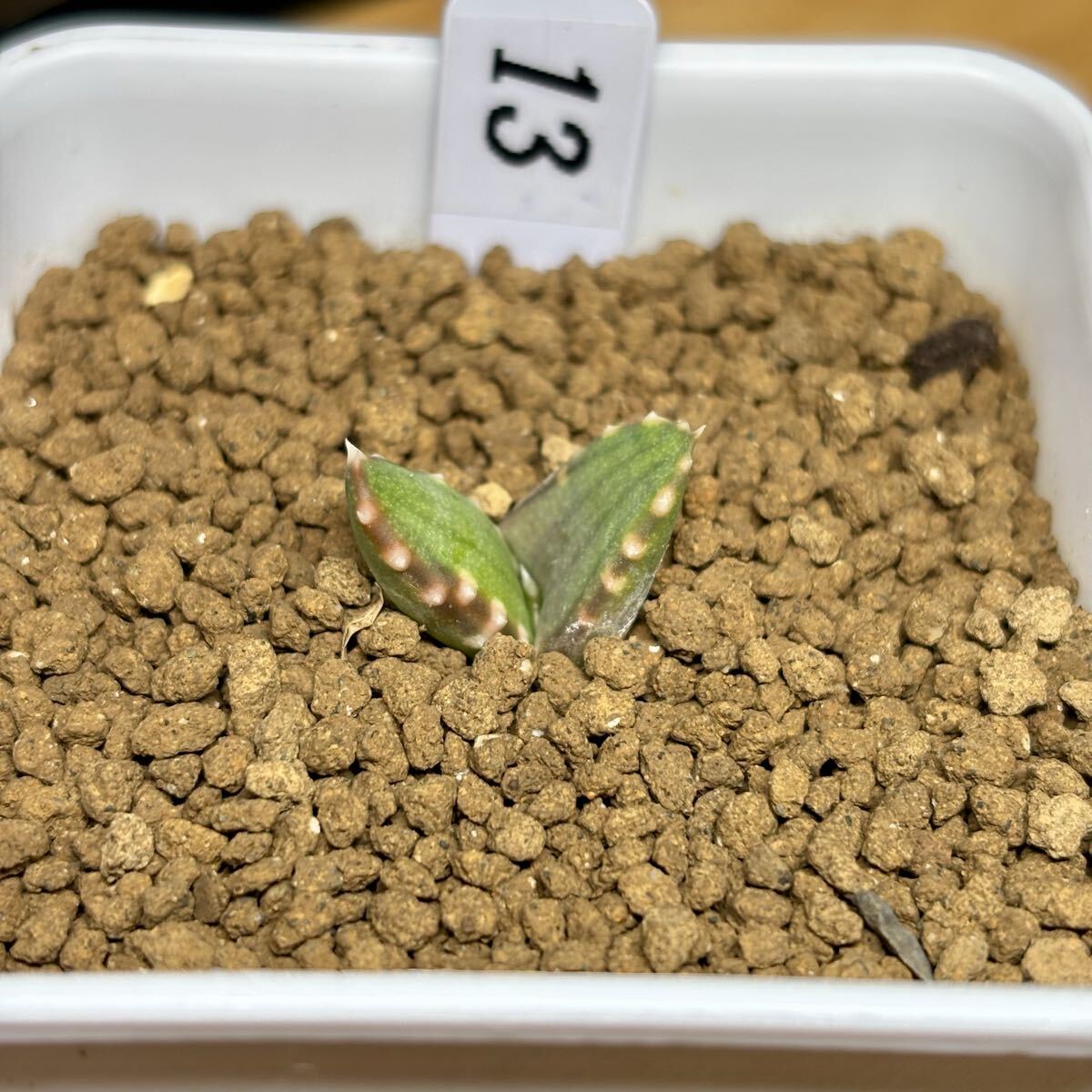 *Fareal* C13 - oru Cheer Aloe pearsonii алоэ пара ru Sony реальный сырой рассада 