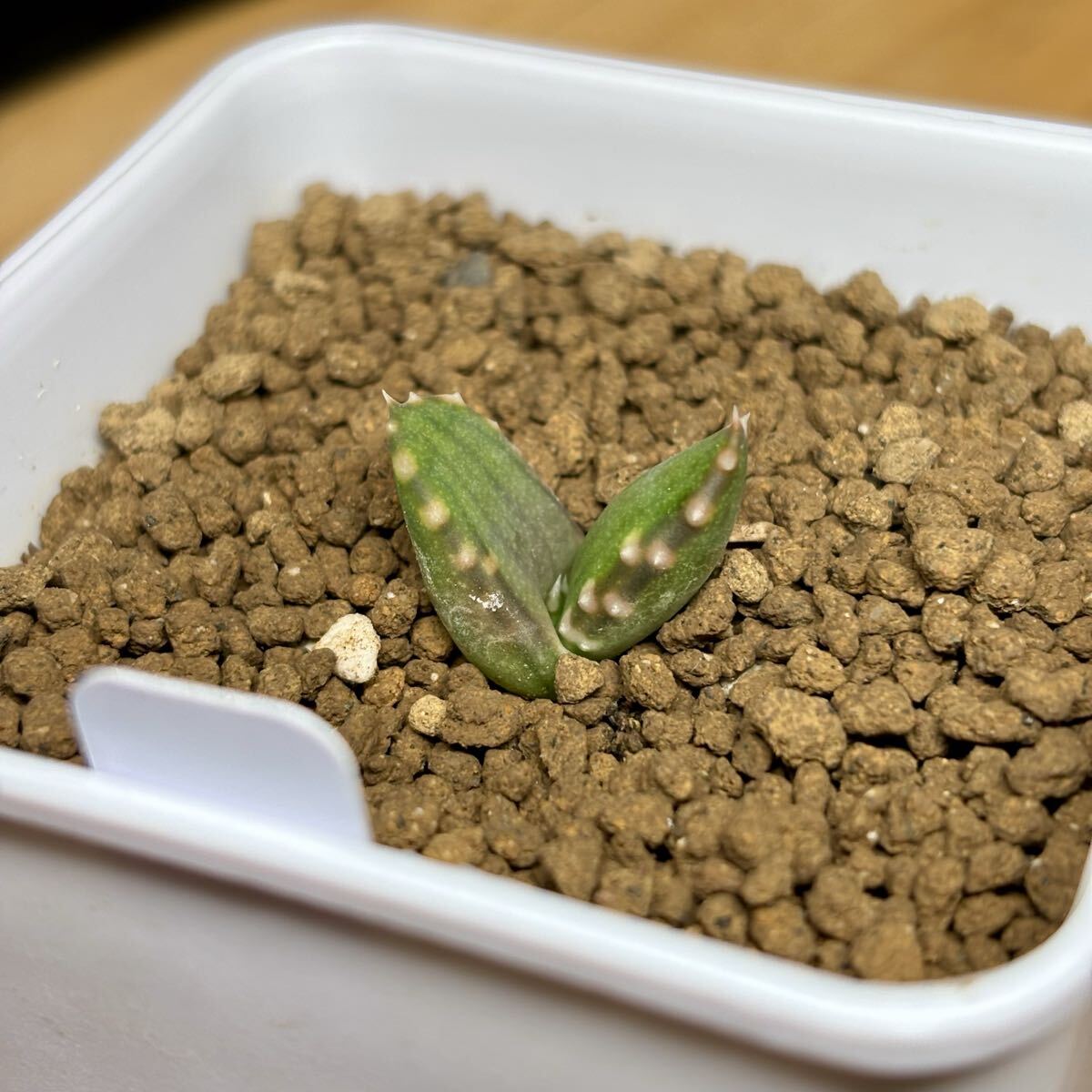 *Fareal* C13 - oru Cheer Aloe pearsonii алоэ пара ru Sony реальный сырой рассада 