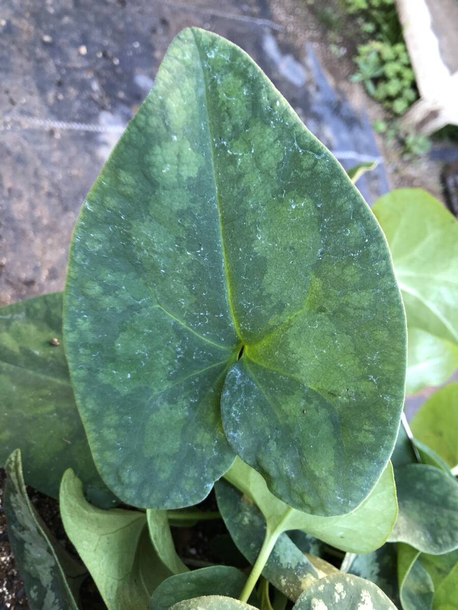 タイリンアオイ　大株　青花　大国　カンアオイ_画像3