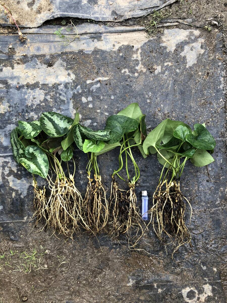 タイリンアオイ　大株　青花　大国　カンアオイ_画像7