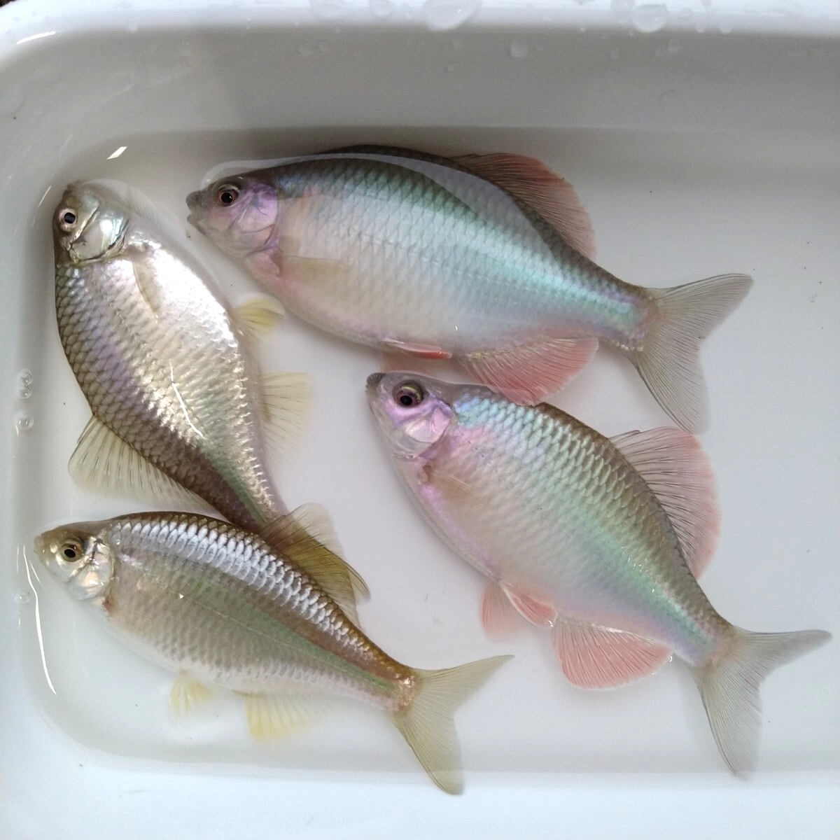 *kane common tanago Gold металлик & белый металлик & голубой металлик этот год 4 месяц рождение 7.~9. передний и задний (до и после) каждый 1 пара итого 3 пара ...