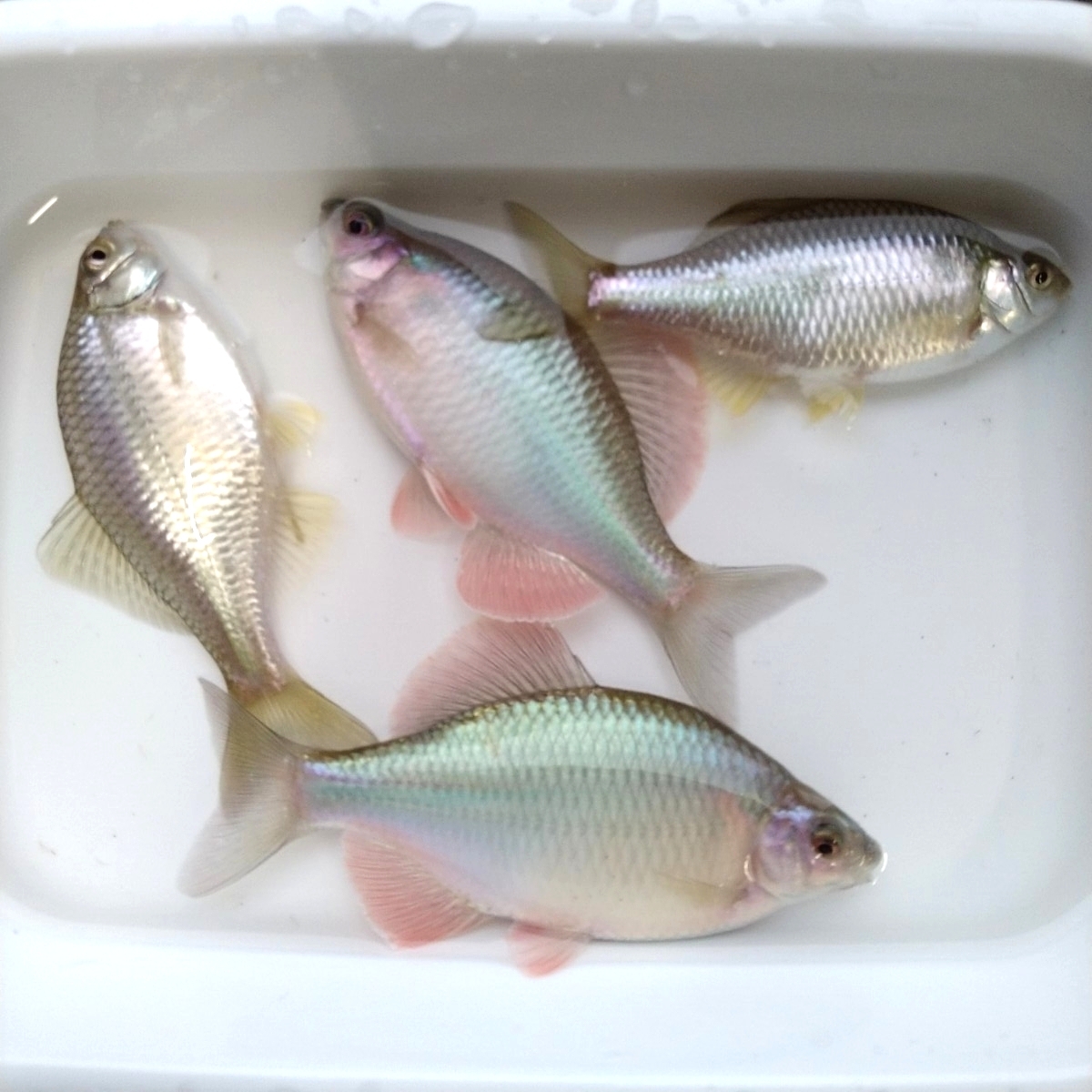 *kane common tanago Gold металлик & белый металлик & голубой металлик этот год 4 месяц рождение 7.~9. передний и задний (до и после) каждый 1 пара итого 3 пара ...