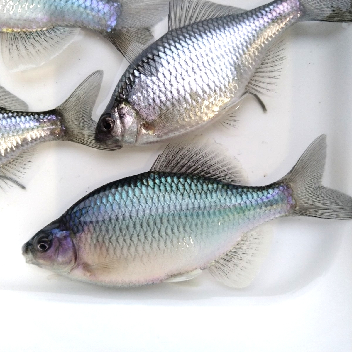 *kane common tanago Gold металлик & белый металлик & голубой металлик этот год 4 месяц рождение 7.~9. передний и задний (до и после) каждый 1 пара итого 3 пара ...