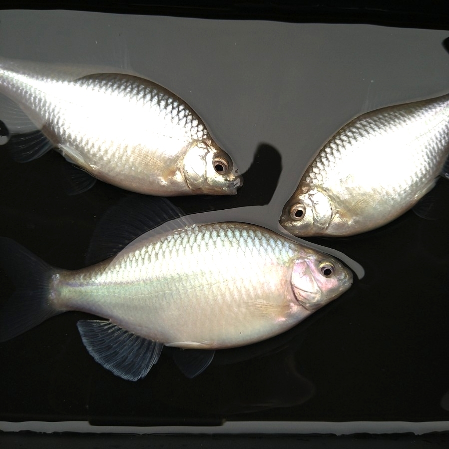 *kane common tanago Gold металлик & белый металлик & голубой металлик этот год 4 месяц рождение 7.~9. передний и задний (до и после) каждый 1 пара итого 3 пара ...