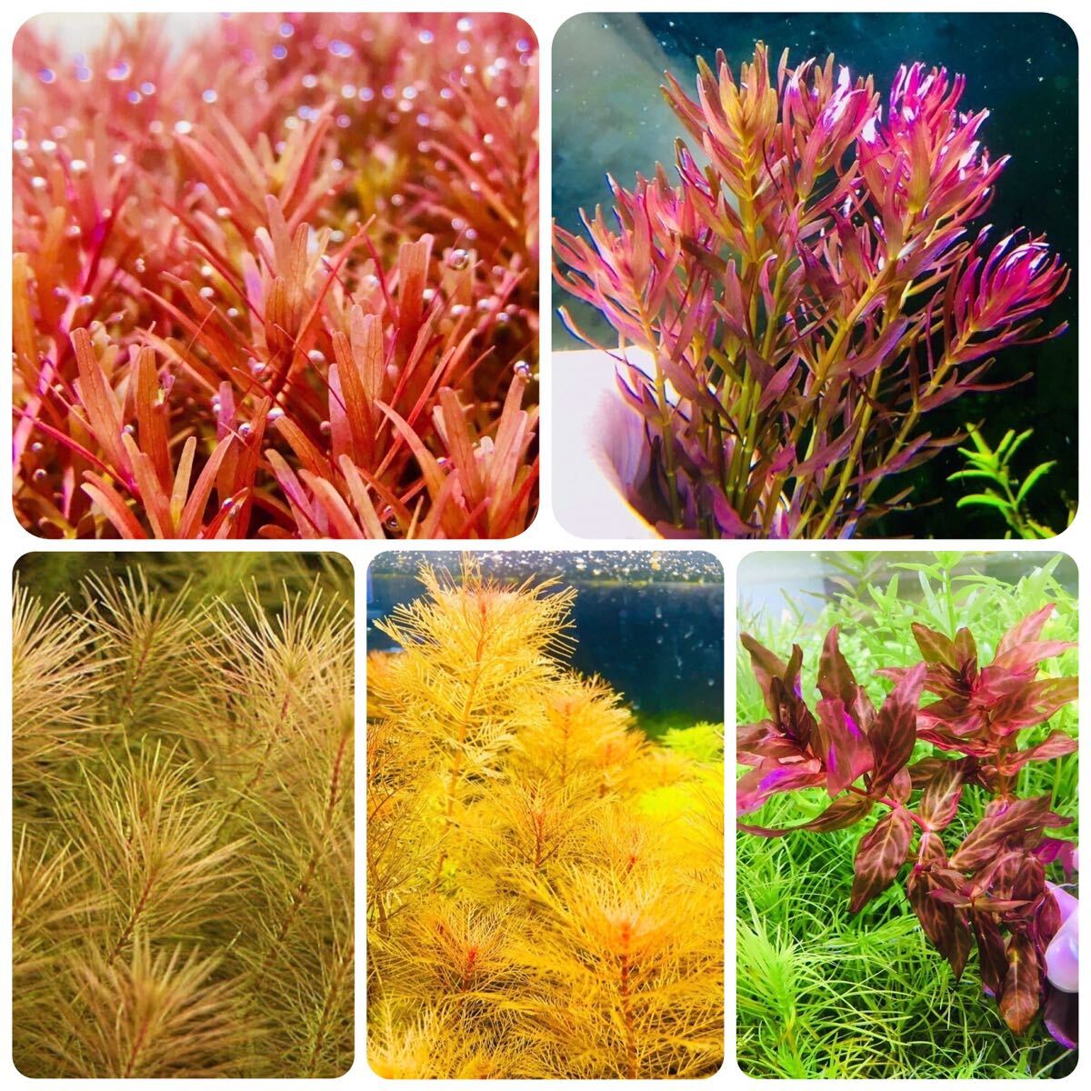水草セット　赤系　水中葉　無農薬　無害虫_画像1