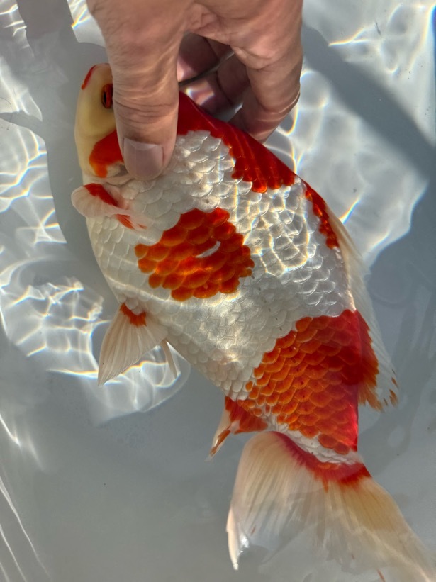 【ルビー14】 特選 更紗和金 3歳 約27cm ①_画像6