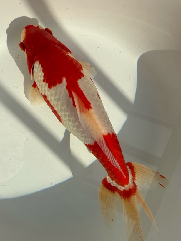 【ルビー14】 特選 更紗和金 3歳 約27cm ①_画像7