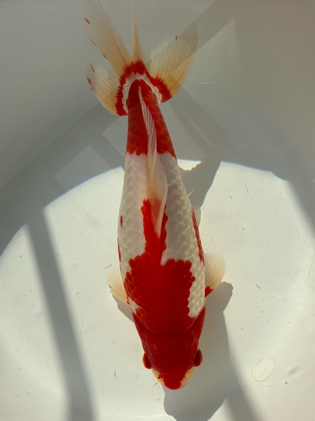 【ルビー14】 特選 更紗和金 3歳 約27cm ①_画像8