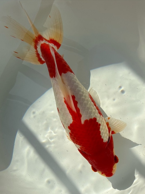 【ルビー14】 特選 更紗和金 3歳 約27cm ①_画像10