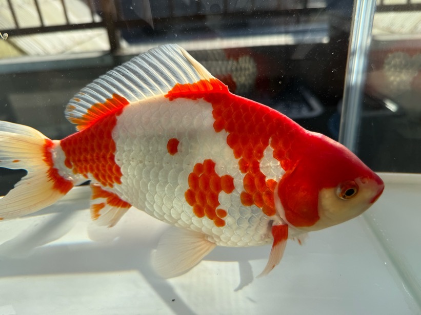 【ルビー14】 特選 更紗和金 3歳 約27cm ①_画像1