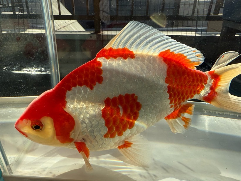 【ルビー14】 特選 更紗和金 3歳 約27cm ①_画像2