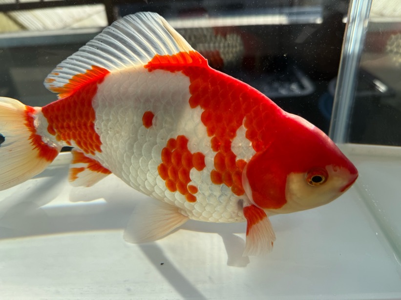 【ルビー14】 特選 更紗和金 3歳 約27cm ①_画像3