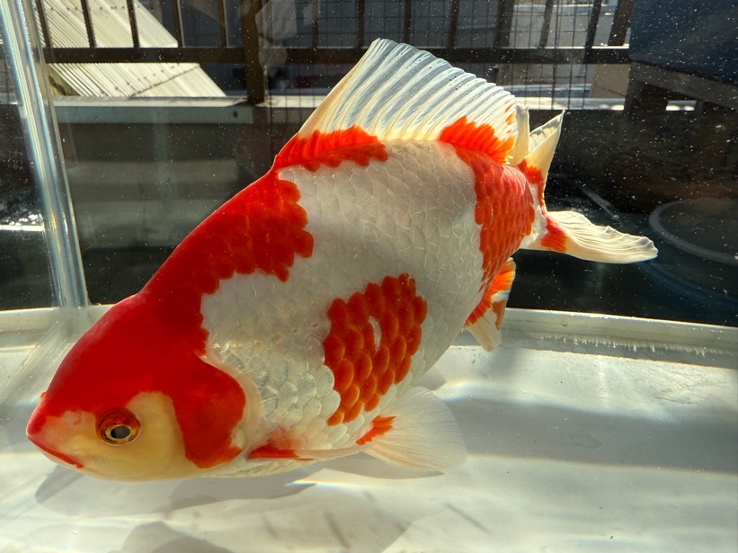 【ルビー14】 特選 更紗和金 3歳 約27cm ①_画像4