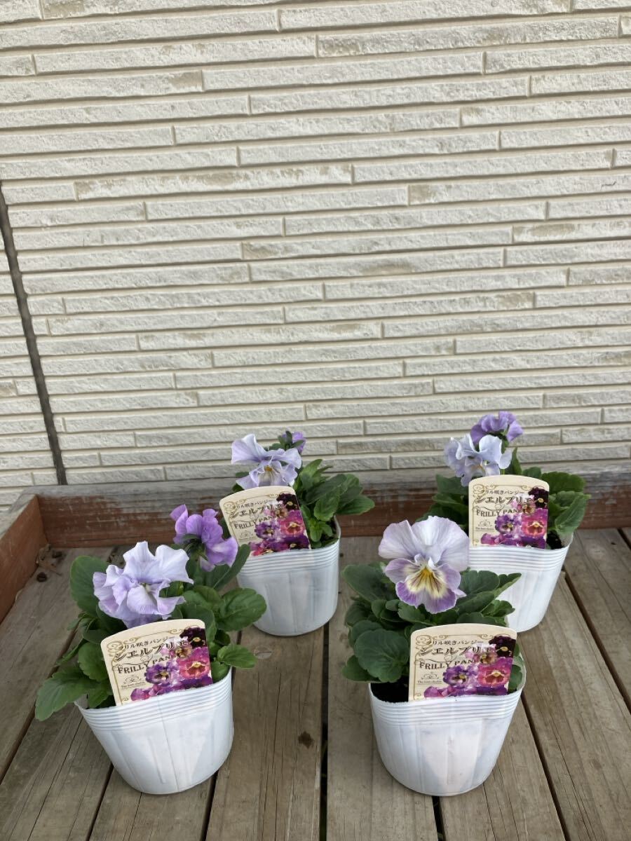 *4 pot комплект shell желтохвост e оттенок голубого на данный момент товар. 3.5 номер оборка .. анютины глазки ①*sheli желтохвост e цветок день мир оригинал 