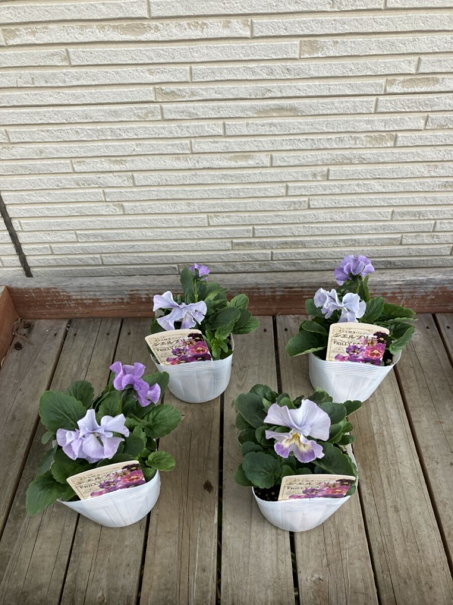 *4 pot комплект shell желтохвост e оттенок голубого на данный момент товар. 3.5 номер оборка .. анютины глазки ①*sheli желтохвост e цветок день мир оригинал 