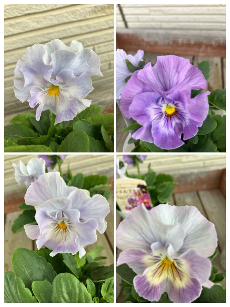 *4 pot комплект shell желтохвост e оттенок голубого на данный момент товар. 3.5 номер оборка .. анютины глазки ①*sheli желтохвост e цветок день мир оригинал 