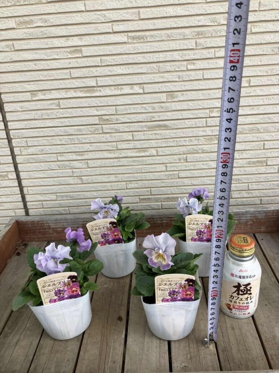 *4 pot комплект shell желтохвост e оттенок голубого на данный момент товар. 3.5 номер оборка .. анютины глазки ①*sheli желтохвост e цветок день мир оригинал 