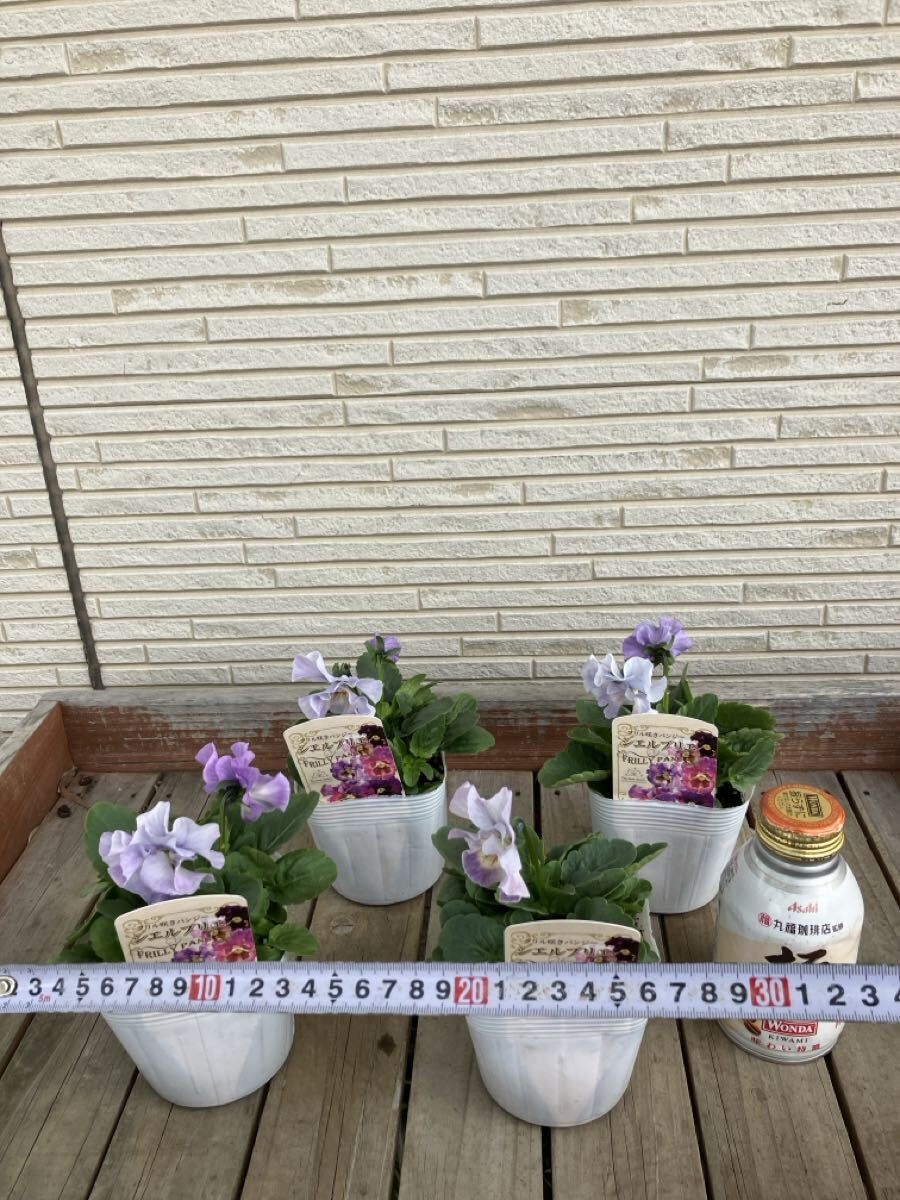 *4 pot комплект shell желтохвост e оттенок голубого на данный момент товар. 3.5 номер оборка .. анютины глазки ①*sheli желтохвост e цветок день мир оригинал 