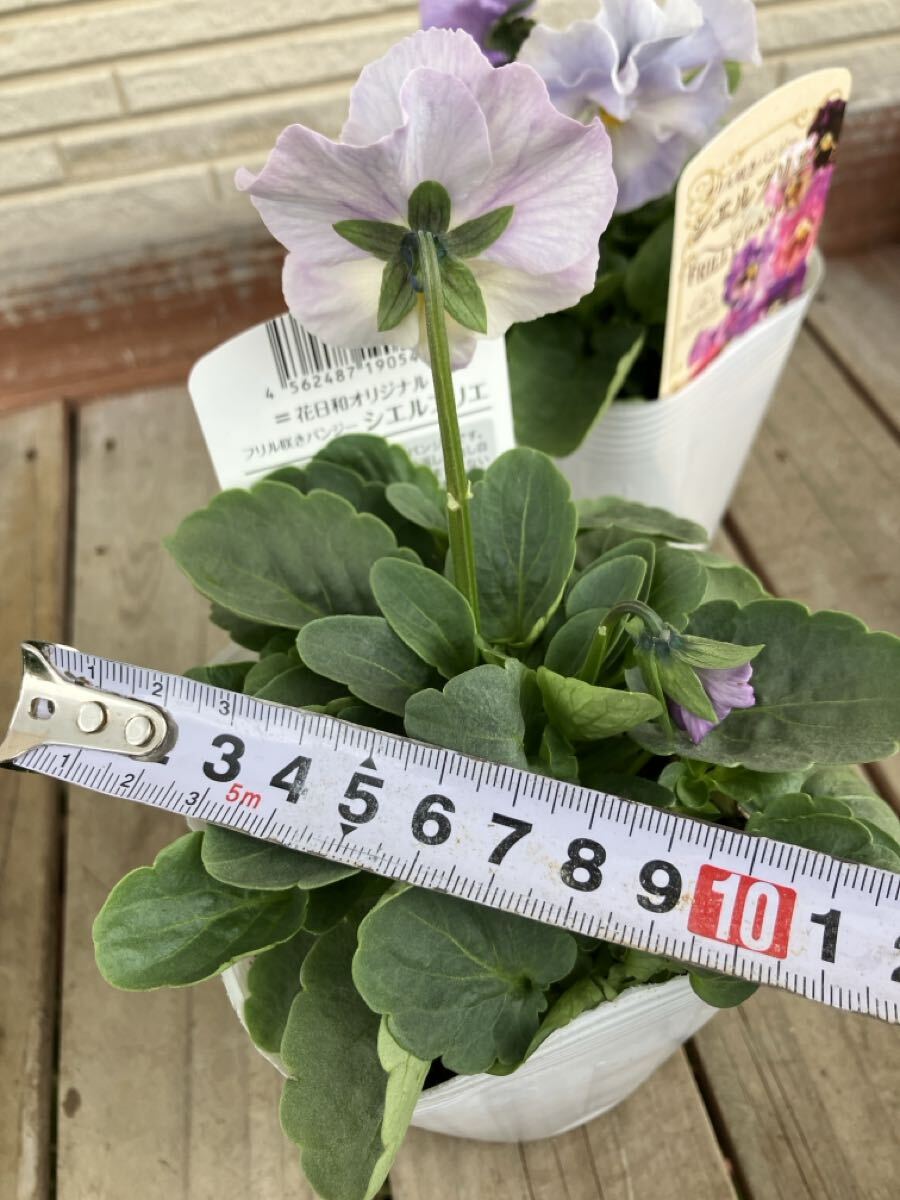 *4 pot комплект shell желтохвост e оттенок голубого на данный момент товар. 3.5 номер оборка .. анютины глазки ①*sheli желтохвост e цветок день мир оригинал 