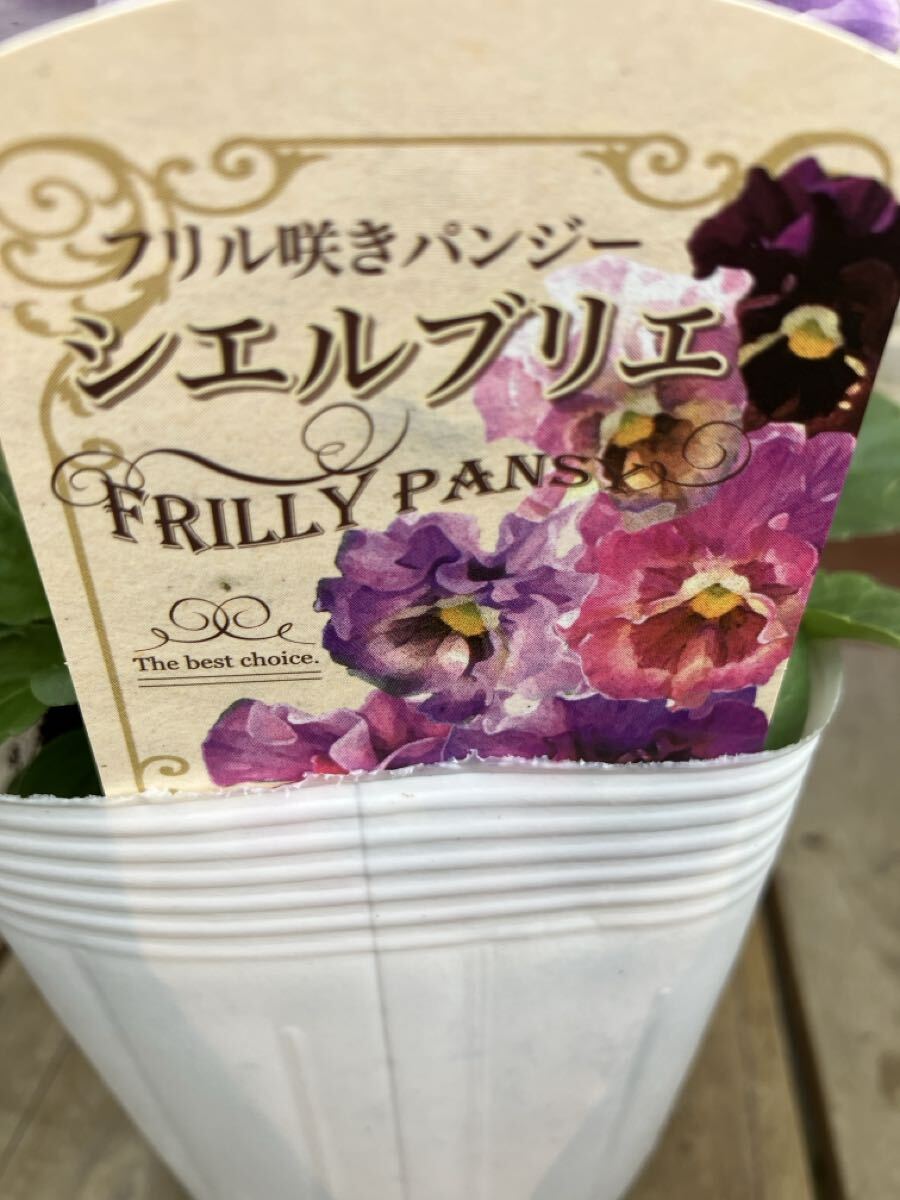 *4 pot комплект shell желтохвост e оттенок голубого на данный момент товар. 3.5 номер оборка .. анютины глазки ①*sheli желтохвост e цветок день мир оригинал 