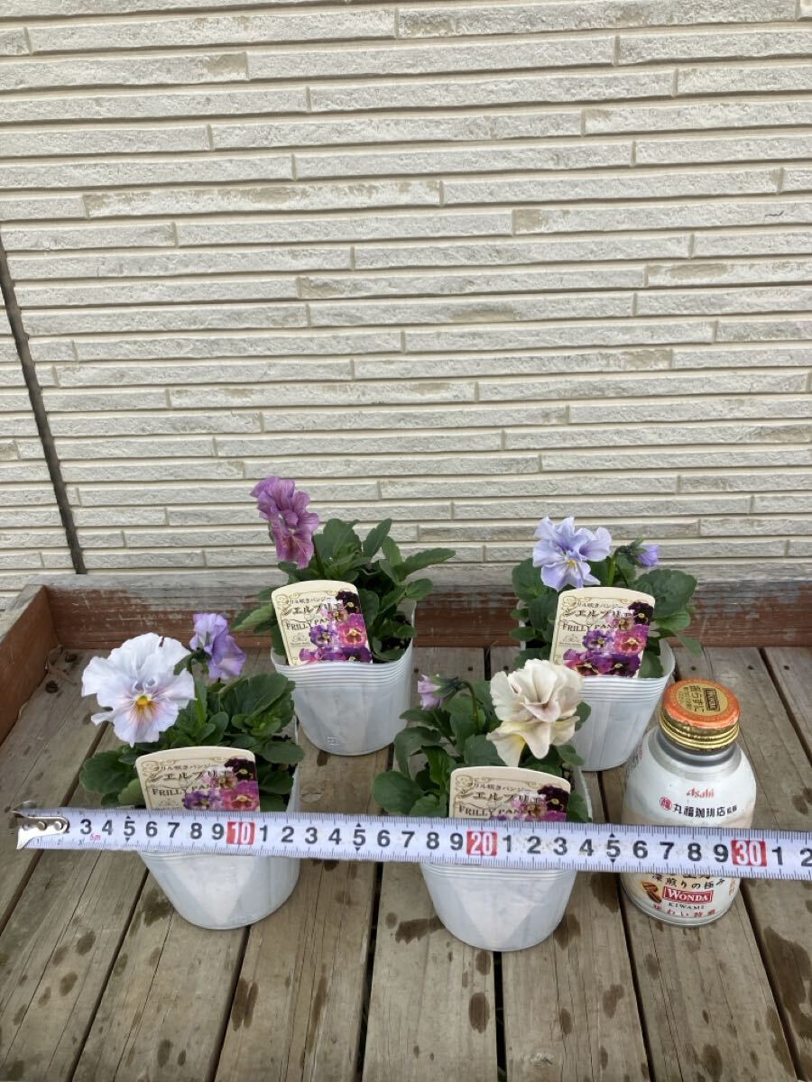 *4 pot комплект shell желтохвост e оттенок голубого на данный момент товар. 3.5 номер оборка .. анютины глазки ②*sheli желтохвост e цветок день мир оригинал 