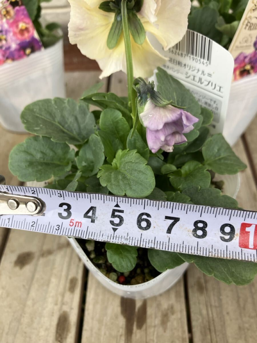 *4 pot комплект shell желтохвост e оттенок голубого на данный момент товар. 3.5 номер оборка .. анютины глазки ②*sheli желтохвост e цветок день мир оригинал 