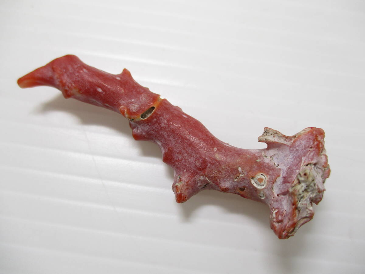 2511M2005.. коралл ветка коралл . дерево камни не в изделии разрозненный / брошь и т.п. полная масса примерно 75g