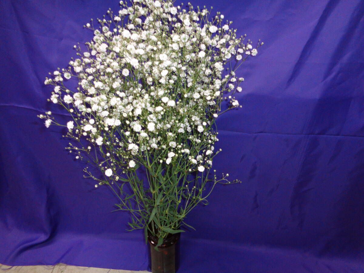 ★★新鮮かすみ草Sサイズ長さ70㎝50本、品種ベ-ルスタ-栽培直送_画像1