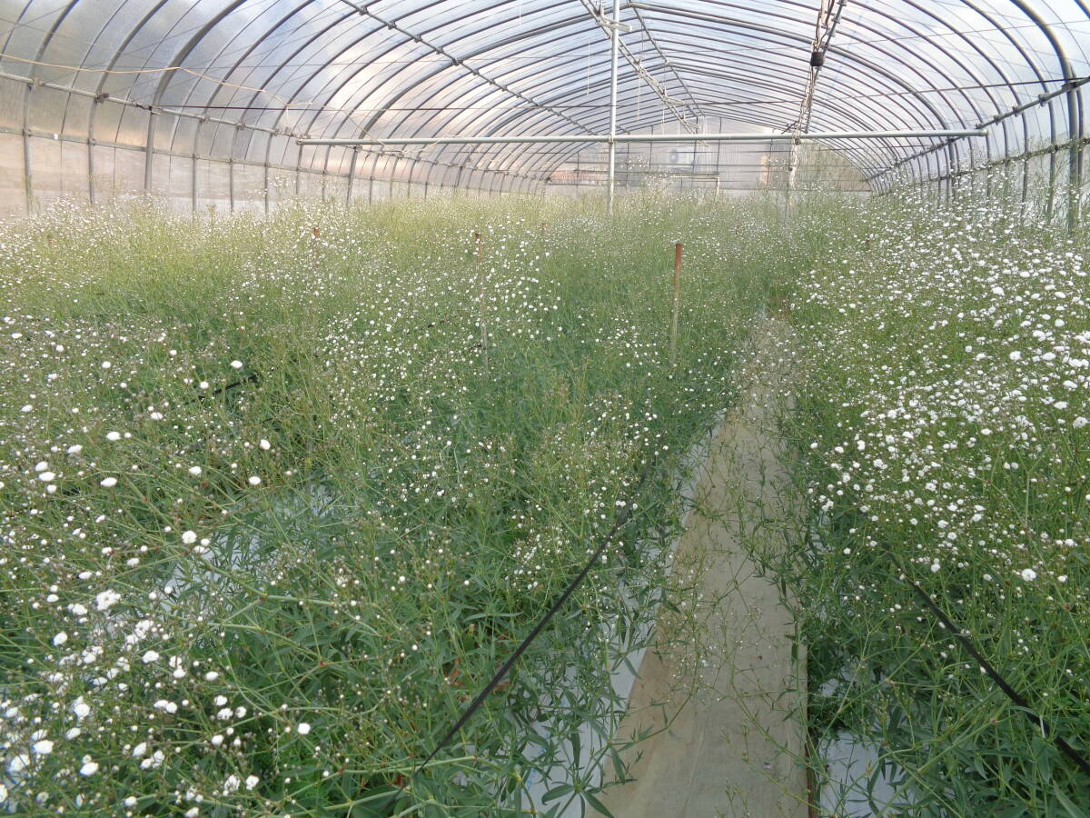 ★★新鮮かすみ草Sサイズ長さ70㎝50本、品種ベ-ルスタ-栽培直送_画像2