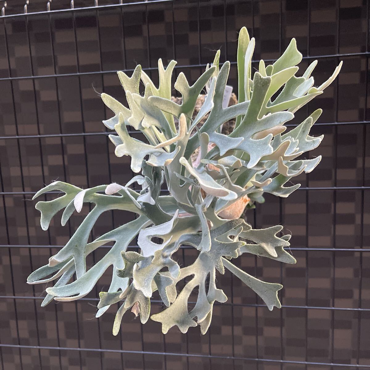  папоротник олений рог P. Elsa (pewchan' Snow Queen F307)