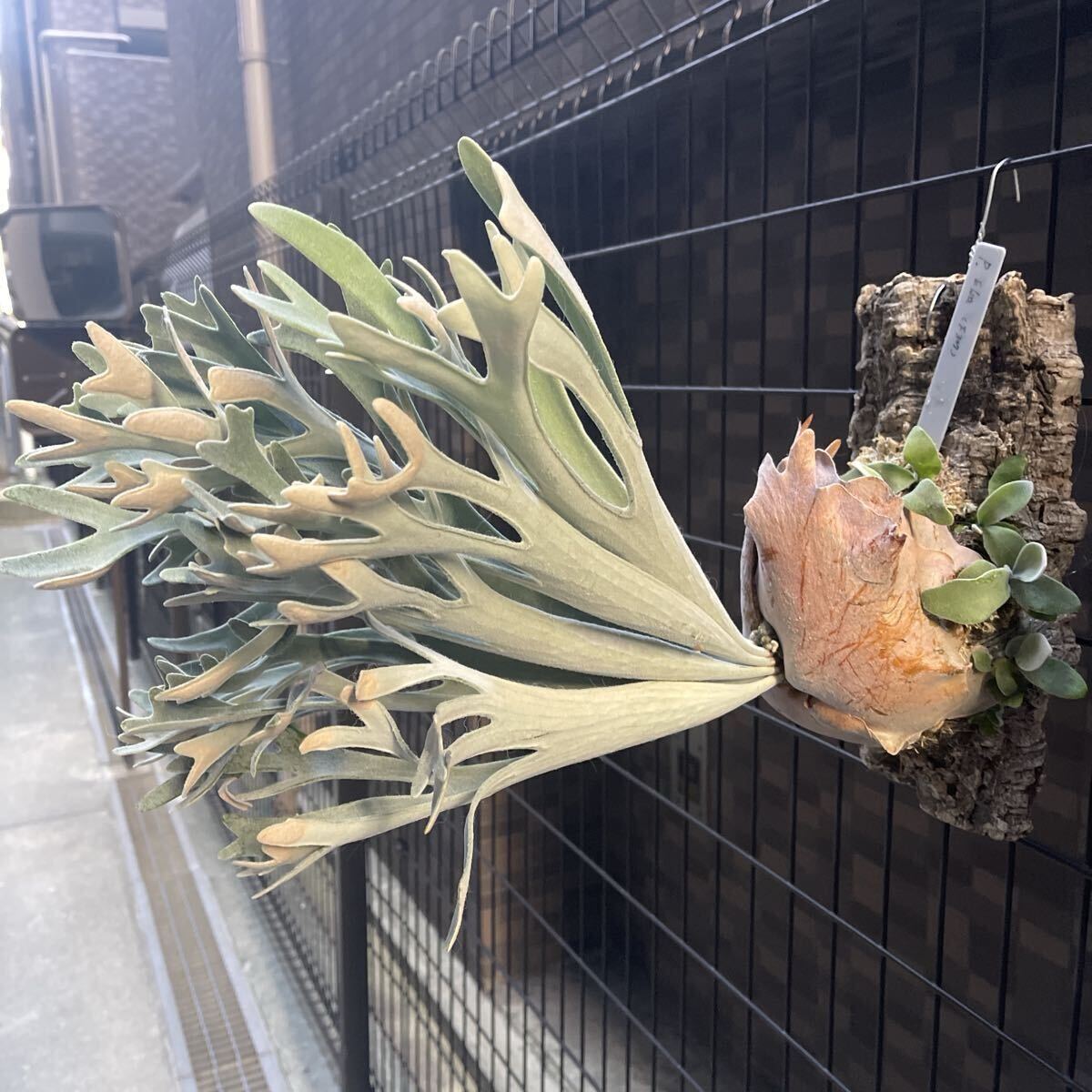  папоротник олений рог P. Elsa (pewchan' Snow Queen F307)