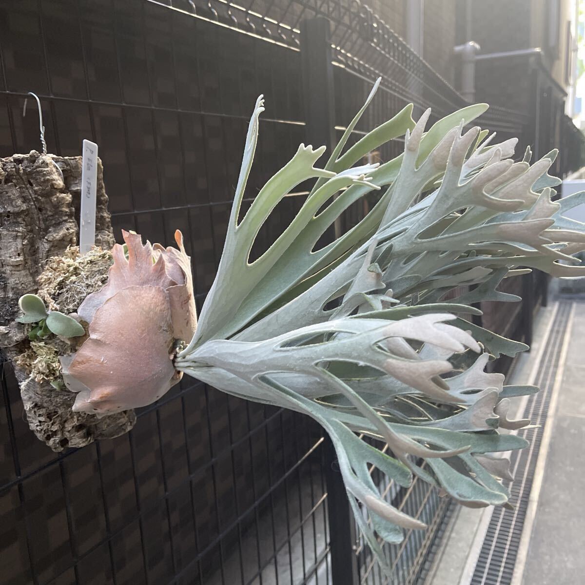  папоротник олений рог P. Elsa (pewchan' Snow Queen F307)