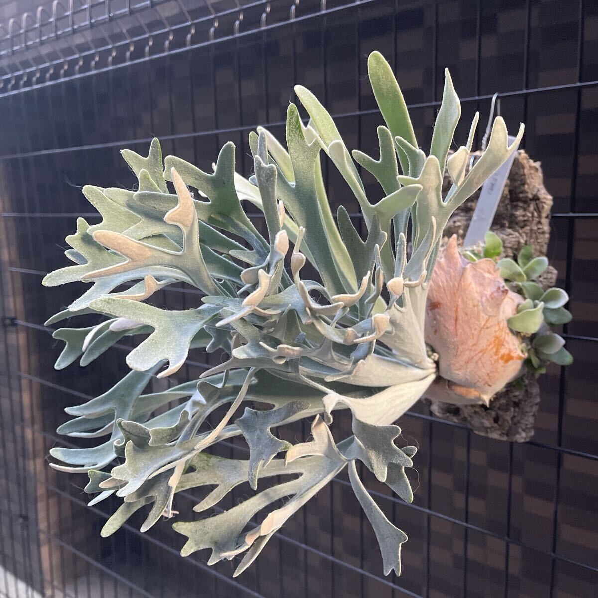  папоротник олений рог P. Elsa (pewchan' Snow Queen F307)