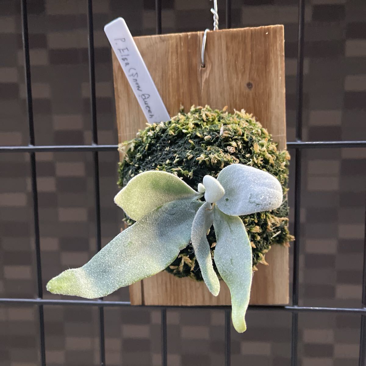  папоротник олений рог P. Elsa (pewchan' Snow Queen F307)