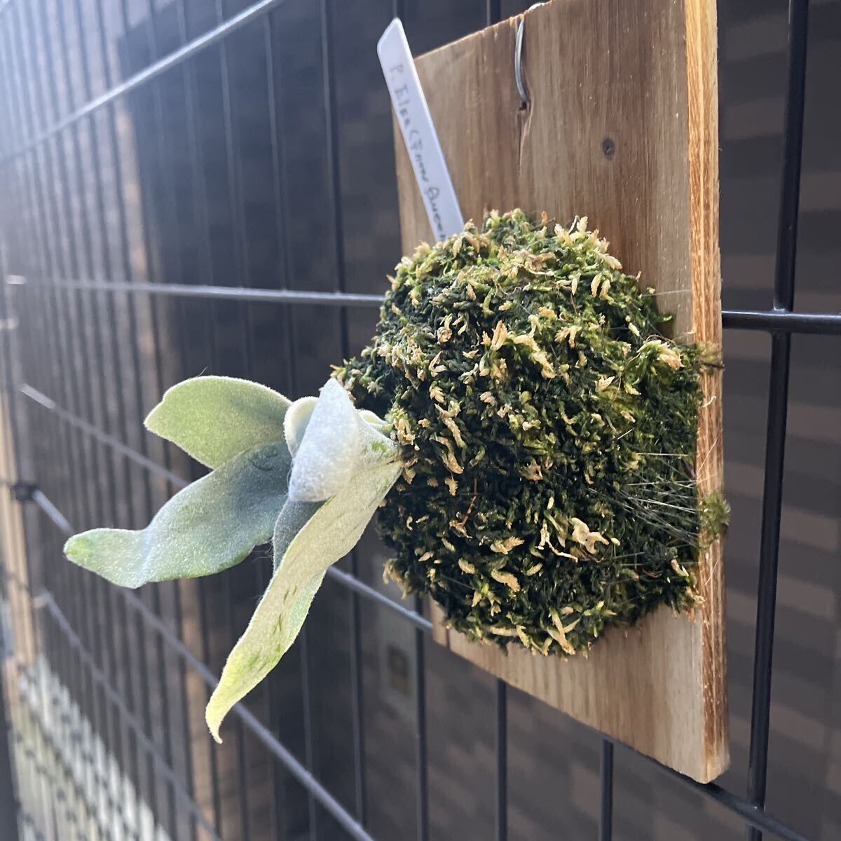  папоротник олений рог P. Elsa (pewchan' Snow Queen F307)