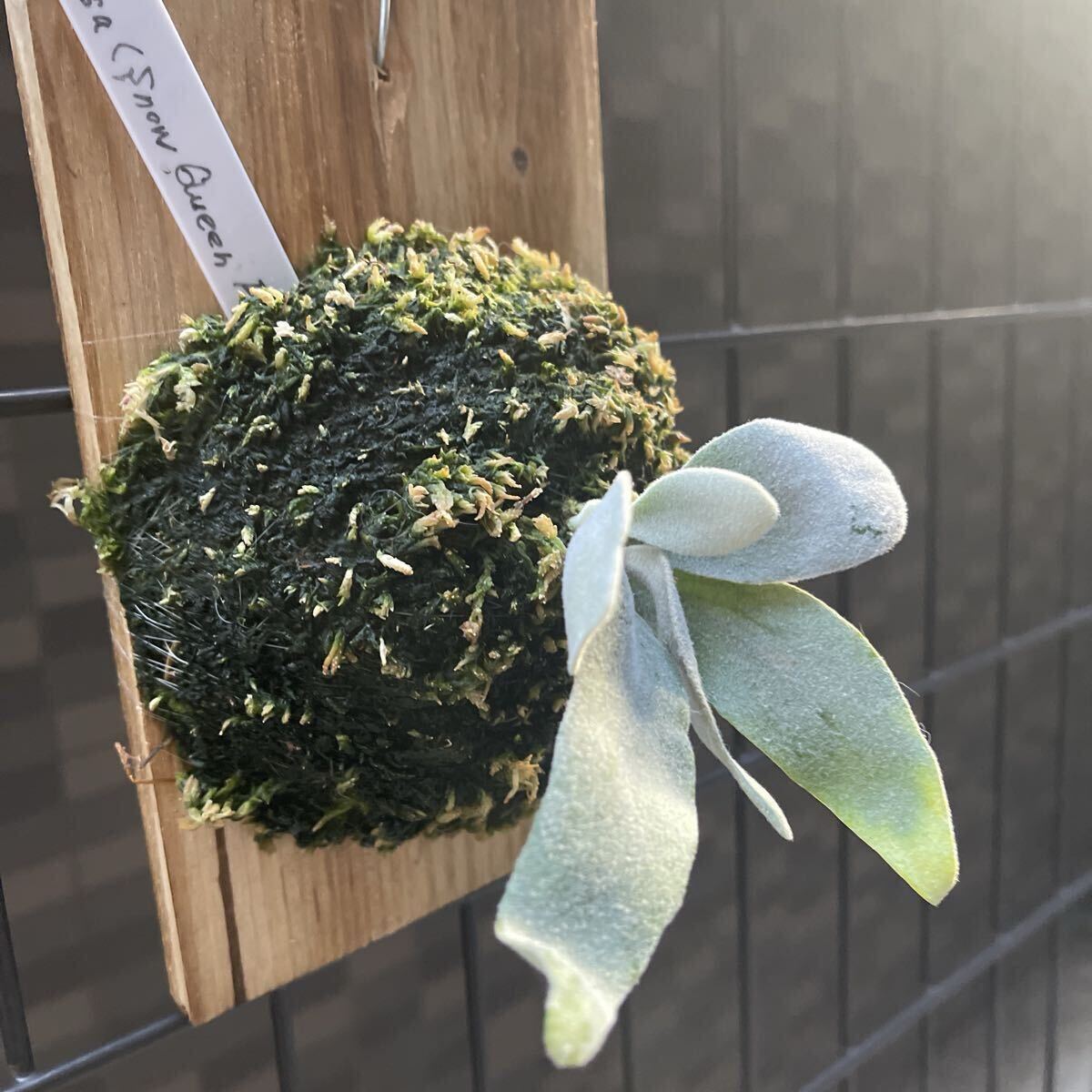  папоротник олений рог P. Elsa (pewchan' Snow Queen F307)