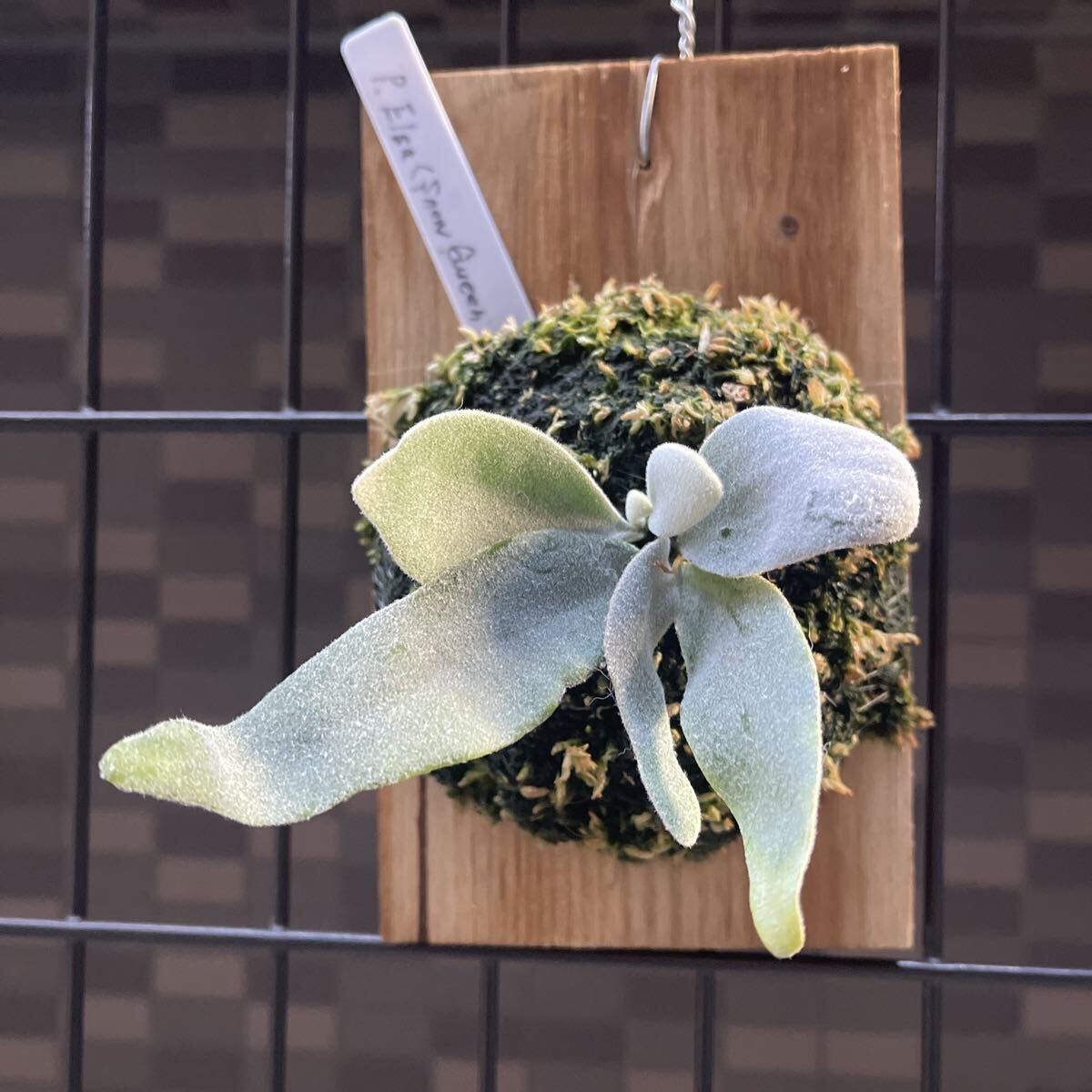  папоротник олений рог P. Elsa (pewchan' Snow Queen F307)