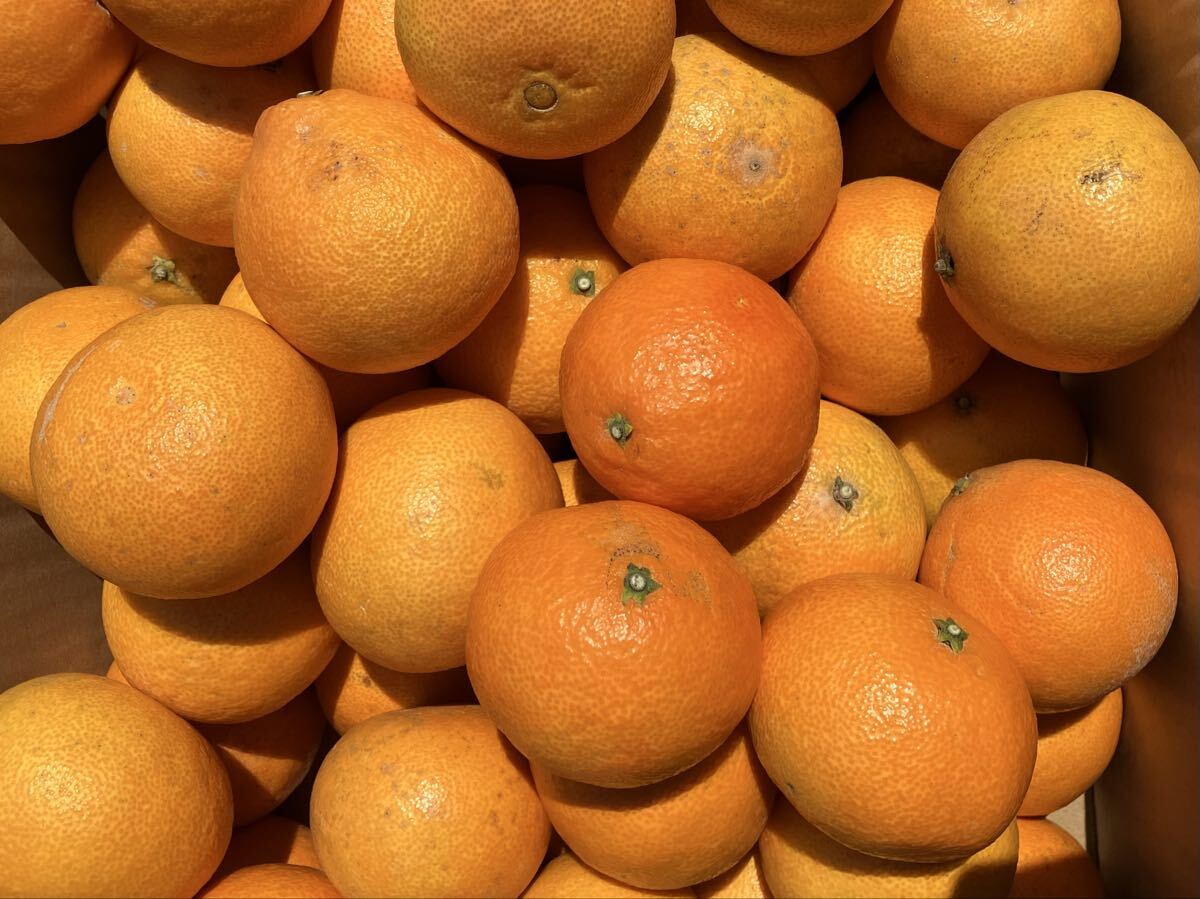 愛媛産 まどんな 5キロ（家庭用）11/27_画像1