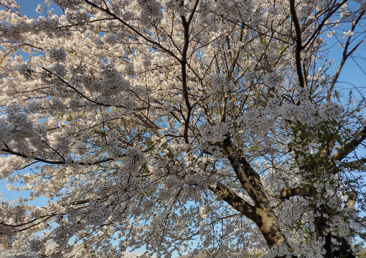 данные изображения Sakura бесплатная доставка быстрое решение свободный материалы .. оценка Sakura Sakura фон материалы фотография включая доставку данные изображения Sakura бесплатная доставка быстрое решение свободный материалы .. оценка Sakura Sakura фон материалы фотография включая доставку