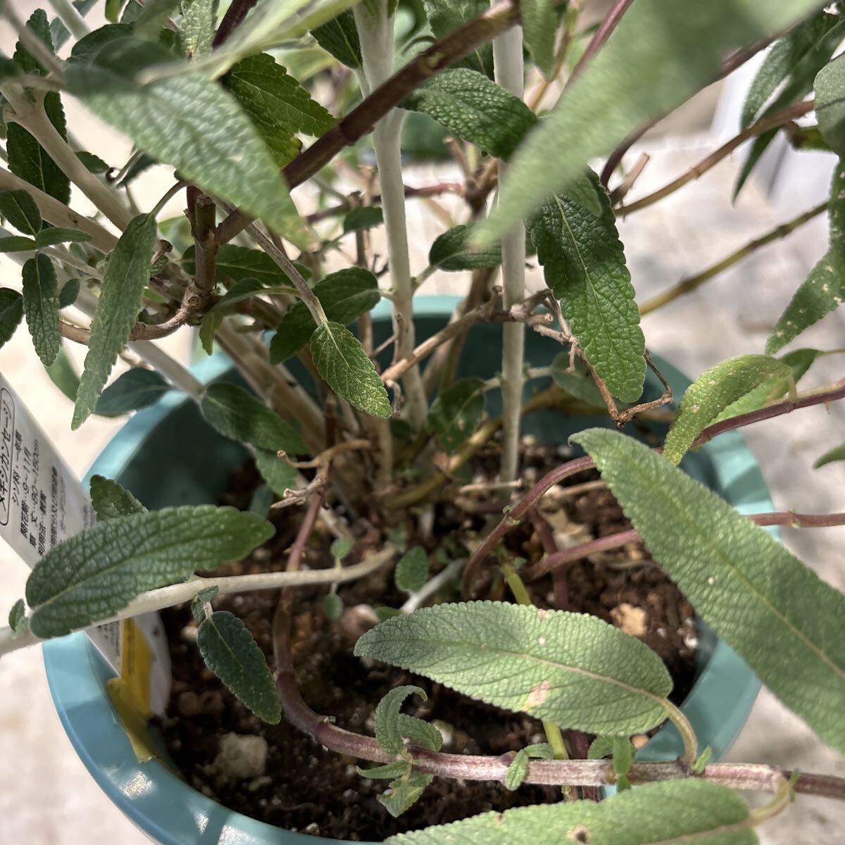 メキシカンセージ ② 3号 鉢底から約44cm 11月5日撮影現品 豊中市より出品 同梱発送歓迎_画像8