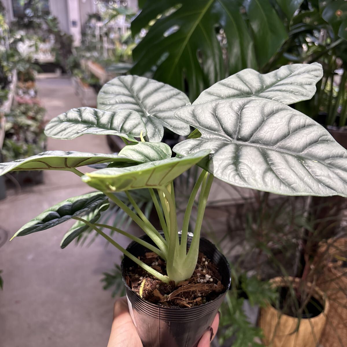 アロカシア　シルバードラゴン①　3号　11月21日撮影現品　鉢底から約28cm 豊中市より出品　同梱発送歓迎_画像2