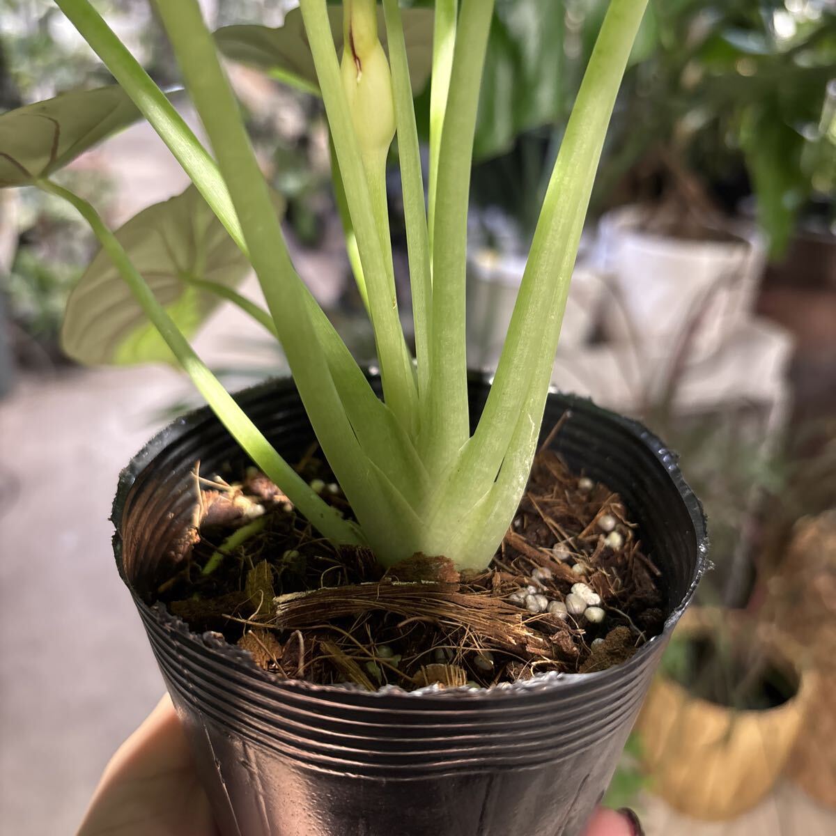 アロカシア　シルバードラゴン①　3号　11月21日撮影現品　鉢底から約28cm 豊中市より出品　同梱発送歓迎_画像3